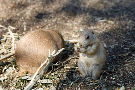 Black-tailed prairie dogs (Cynomys ludovicianus), rodent of the family Sciuridae found in the Great...