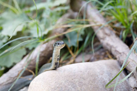 common grass snake (Natrix natrix) close up portrait, Czech, European wildlifeの写真素材