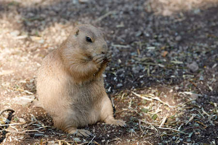 Black-tailed prairie dogs (Cynomys ludovicianus), rodent of the family Sciuridae found in the Great Plains of North Americaの写真素材