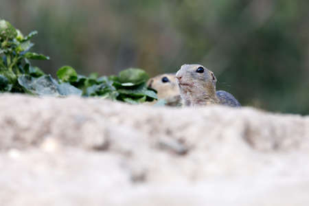 European ground squirrel (Spermophilus citellus), also known as the European souslik, species from...
