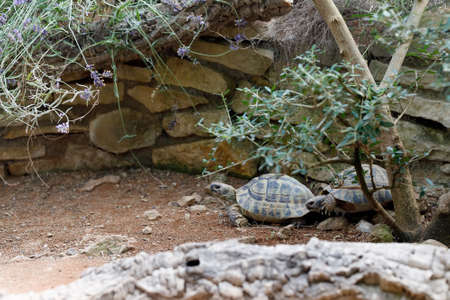 Russian tortoise (Agrionemys horsfieldii), also commonly known as Horsfield's tortoise or the Central Asian tortoisの写真素材