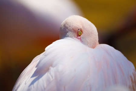 beautiful bird Rose flamingo (Phoenicopterus roseus) in colonyの写真素材