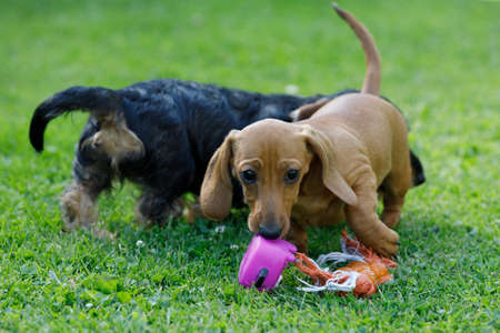 cute female of brown dachshund play with other dog in summer garden, european champion, breeding station, outdoor portrait on green grassの写真素材