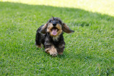 cute female brown dachshund in summer garden, european champion, breeding station, outdoor portrait on green grassの写真素材