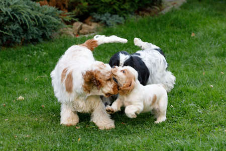 English Cocker Spaniel family enjoy play in summer garden.の写真素材