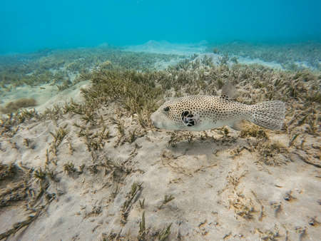 Stellate puffer fish (Arothron stellatus), starry puffer,Marsa Alam, Egyptの写真素材
