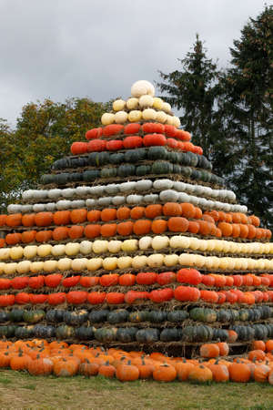 Autumn harvested pumpkins arranged for fun like pyramid with color variations. Halloween holiday concept on pumpkin world.の写真素材