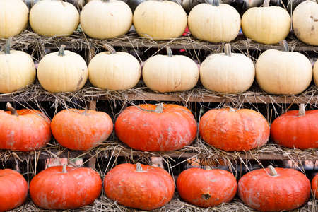 Autumn harvested pumpkins arranged for fun like pyramid with color variations. Halloween holiday concept background.の写真素材