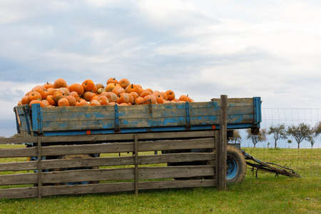 Autumn fresh harvested pumpkins on carriage in farmの写真素材