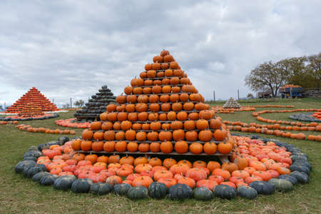 Autumn harvested pumpkins arranged for fun like pyramid with color variations. Halloween holiday concept on pumpkin world.の写真素材