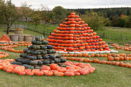 Autumn harvested pumpkins arranged for fun like pyramid with color variations. Halloween holiday concept on pumpkin world.の写真素材