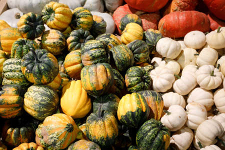 Autumn harvested pumpkins for sale in farm marketplace with shape and color variations
