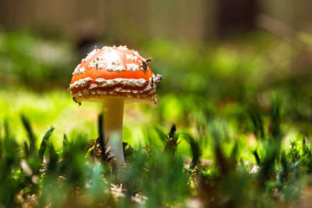 beautiful muschroom Amanita muscaria, commonly known as the fly agaric or fly amanita.の写真素材