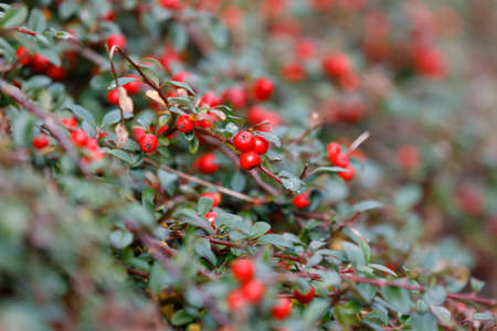 autumn natural background with red berries of gaultheria