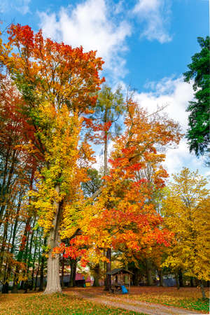 Autumn in park, landscape with fall colored trees and blue sky in sunny dayの写真素材