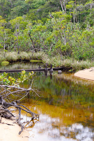 Beautiful pure nature river landscape from boat, Masoala National Park, Madagascar picturesque wilderness nature scene.の写真素材