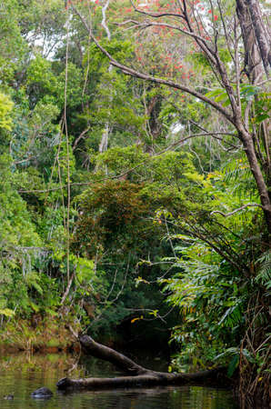 Beautiful pure nature river landscape from boat, Masoala National Park, Madagascar picturesque...