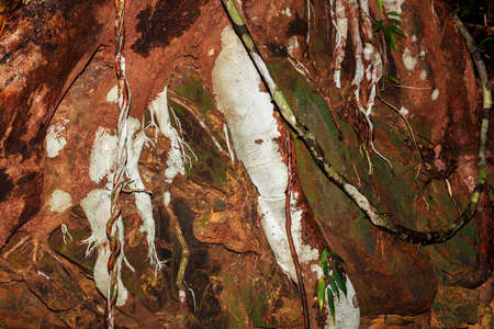 colored roots in Madagascar rainforest, Nosy Mangabe, Madagascar wilderness