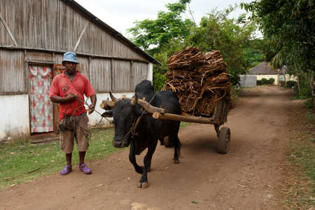 NOSY BE ,MADAGASCAR - NOVEMBER 3.2016 Malagasy farmer riding ox cart in Nosy Be. Ox carts are widely used in Madagascar rural areas. Nosy be, Madagascar, November 3. 2016のeditorial素材