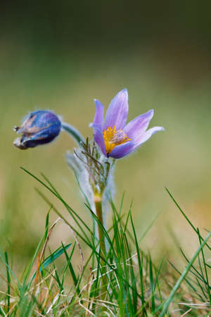 early spring beautiful blue flowers Pulsatilla pratensis (small pasque flower)