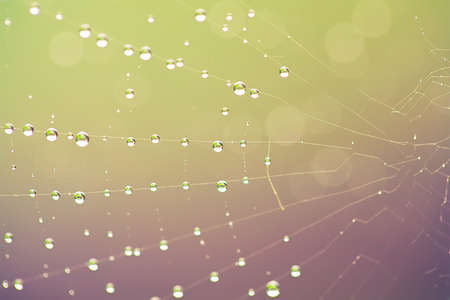 beautiful water drop on spider web with pastel color bokeh