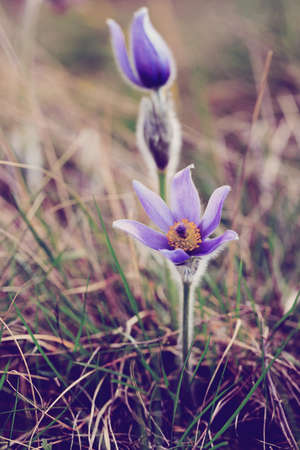 early spring beautiful blue flowers Pulsatilla pratensis (small pasque flower)の写真素材