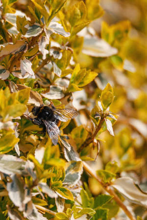 bumble-bee on yellow plant in spring garden, macro close up shootの写真素材