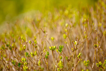 bud on spring tree spring with very shallow focus for background or backdropの写真素材