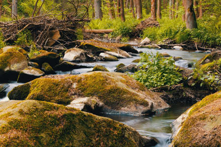 small mountain wild river. Valley in beautiful spring green colors. Picturesque landscape.の写真素材