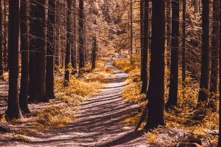 mystic forest path with interesting lightning from the side, abstract colorの写真素材