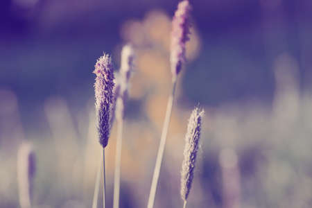 grass on meadow, shallow focus, spring natural color tone backgroundの写真素材
