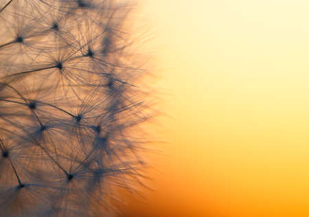 close up of Dandelion with shallow focus against sunset. Abstract spring color tone backgroundの写真素材