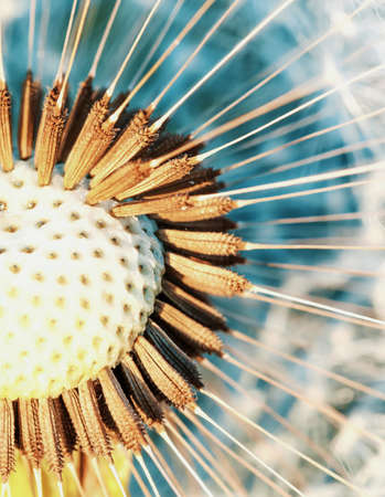 close up of Dandelion flower with shallow focus, abstract spring color background
