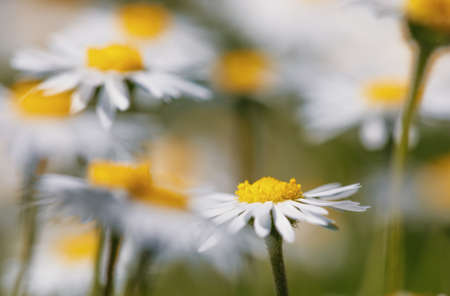 small spring daisy flower on blooming on green lawn with shallow focusの写真素材