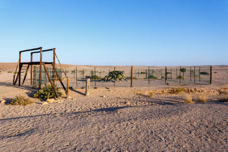 Welwitschia mirabilis, strange old prehistoric desert plant, the largest specimen in Namibia protected by a fenceの写真素材