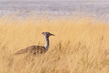 bird Kori Bustard in african bush, Etosha national Park, Namibia, Africaの写真素材