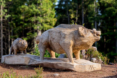 big wooden Wild boar statue in spruce forestの写真素材