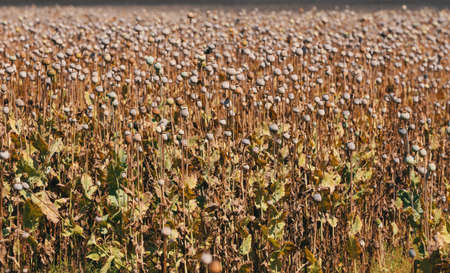 ripe dry tree poppy heads on the summer fieldの写真素材