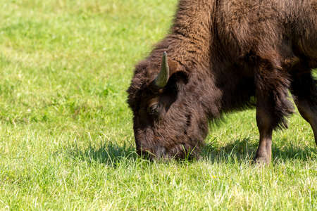 American bison (Bison bison), commonly known as the American buffalo