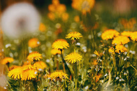 Dandelion flower with shallow focus, abstract spring color backgroundの写真素材