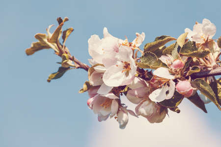 detail of flowering apple tree in spring timeの写真素材