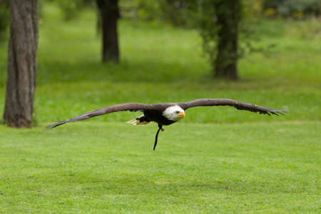 Bald eagle (Haliaeetus leucocephalus). Eagle in captivity, Falconry bird trained for hunting