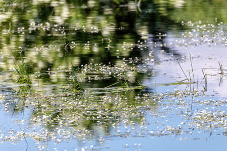 reflection at the flowering pond in spring, rural scene