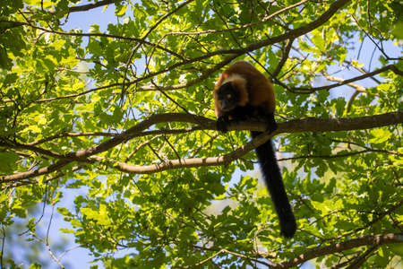 Madagascar Red ruffed lemur, Varecia rubra, on tree top