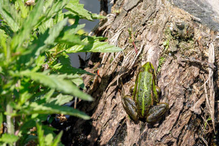 Beautiful marsh frog (Pelophylax ridibundus),largest frog native to Europe, looking out of the water on a pond. Czech, European wildlifeの写真素材