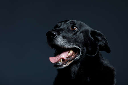 Studio shot of an very friendly and adorable crossbreed dogの写真素材