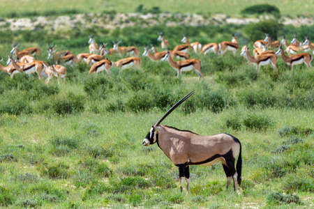Gemsbok, Oryx gazella in Kalahari, in background herd of springboks. Green desert after rain season. Kgalagadi Transfrontier Park, South Africa wildlife safariの写真素材