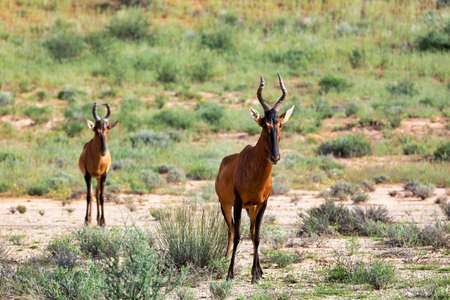 Red Hartebeest (Alcelaphus buselaphus caama) in Kalahari, green desert after rain season. Kgalagadi Transfrontier Park, South Africa wildlife safariの写真素材