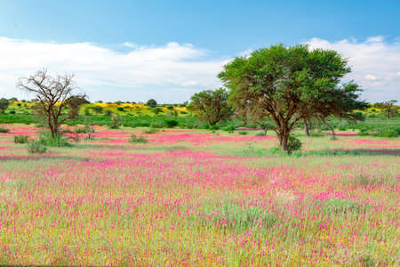 Violet blooming Kalahari desert after rain season, South Africa wildernessの写真素材