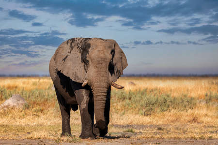 Majestic African Elephant in Chobe National Park, Botswana safari wildlife